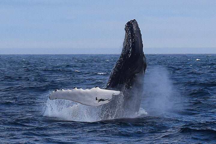 Experience the largest concentration of humpback whales in all of North America!